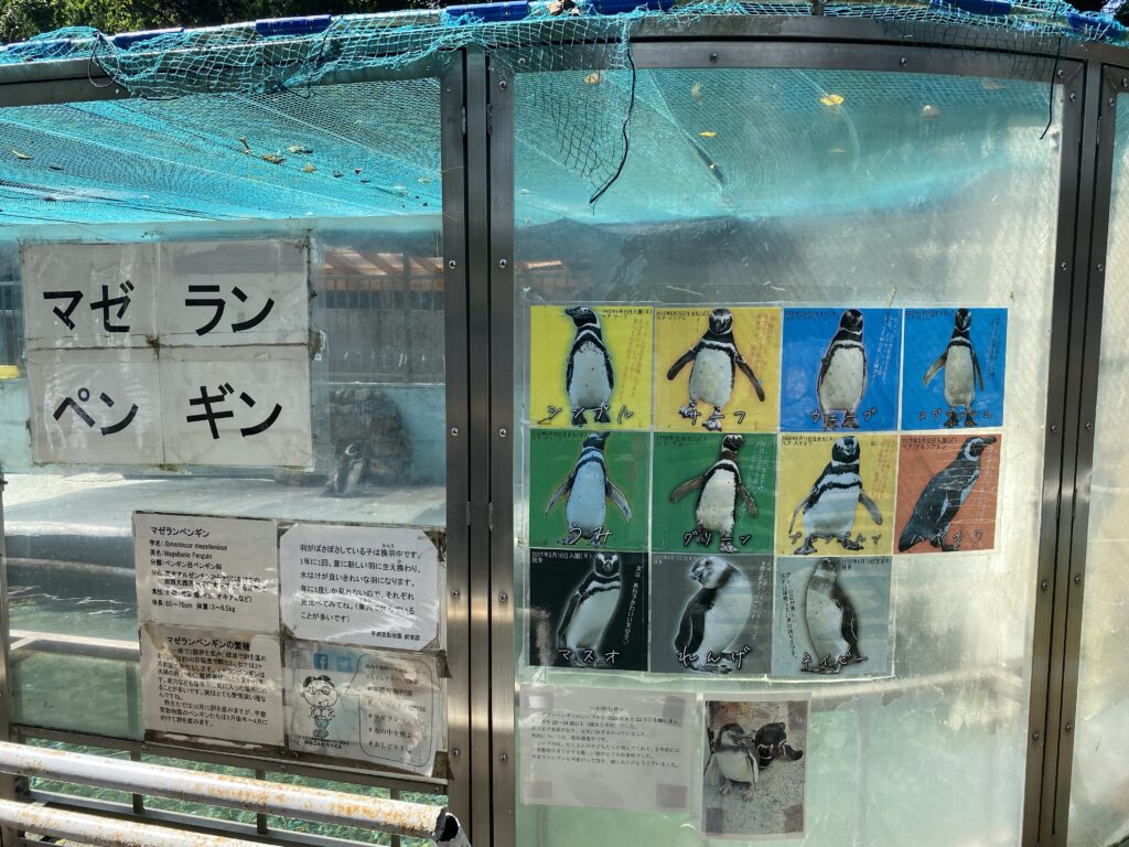 マゼランペンギン張り紙